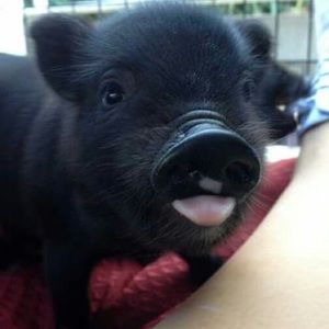 Meet your Posher, Sam